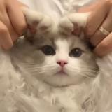 由 yunyunxue (刊登 ID 1384618324，圖片 1) 提交，位於 的 (類別：)，說明：。