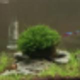 (Category: ) located in . Submitted by araipaima (Listing ID 1360398817, Image 1). Description: .