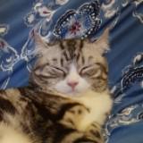 （分類：）位於 。 由 sleepcat1988 提交（商品編號 1297647378，圖片 1）。簡介： 。