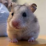 (分類:)位於 。 由 murmur121 提交(商品編號 1438814221,圖片 1)。簡介: 。