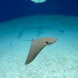 由 stingray01 (刊登 ID 1376145514，圖片 1) 提交，位於 的 (類別：)，說明：。