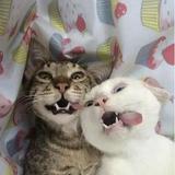 (Category: ) located in . Submitted by venzsanti (Listing ID 1365950171, Image 1). Description: .