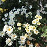 (Category: ) located in . Submitted by h.m.p (Listing ID 1353108212, Image 1). Description: .