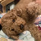 (分類:)位於 。 由 tommy1124 提交(商品編號 1445648297,圖片 1)。簡介: 。