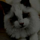 （分類：）位於 。 由 CcM00046 提交（商品編號 1323734056，圖片 1）。簡介： 。