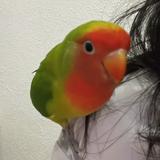 (Category: ) located in . Submitted by apple.melon (Listing ID 1446007424, Image 1). Description: .