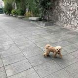 由 funny_business_ (刊登 ID 1213182505，圖片 1) 提交，位於 的 (類別：)，說明：。