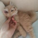 (Category: ) located in . Submitted by cotton082 (Listing ID 1369690516, Image 1). Description: .