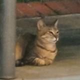 (Category: ) located in . Submitted by yakunsete (Listing ID 1341237643, Image 1). Description: .