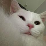 (分類:)位於 。 由 koreanghostqueen 提交(商品編號 1468139763,圖片 1)。簡介: 。