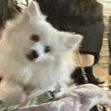 （分類：）位於 。 由 onlysfthx 提交（商品編號 1370273070，圖片 1）。簡介： 。