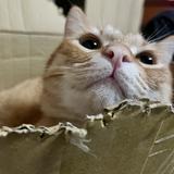 由 orange.meow (刊登 ID 1379894602，圖片 1) 提交，位於 的 (類別：)，說明：。