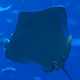 (Category: ) located in . Submitted by sollthrills (Listing ID 1252114713, Image 1). Description: .