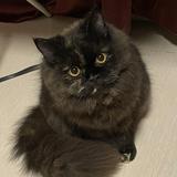 (Category: ) located in . Submitted by shellfn (Listing ID 1204915287, Image 1). Description: .