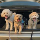 (Category: ) located in . Submitted by ckln_ (Listing ID 1383599176, Image 1). Description: .