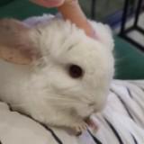 （分類：）位於 。 由 alppesiu 提交（商品編號 1344001112，圖片 1）。簡介： 。