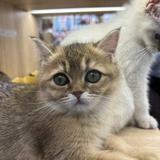 （分類：）位於 。 由 ambermaomao 提交（商品編號 1305995020，圖片 1）。簡介： 。