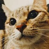 由 separatism_design.com (刊登 ID 1329172837，圖片 1) 提交，位於 的 (類別：)，說明：。