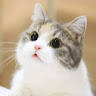 由 Jeff_0415 (刊登 ID 1385158585，圖片 1) 提交，位於 的 (類別：)，說明：。
