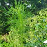 (Category: ) located in . Submitted by dharasg (Listing ID 1378242023, Image 1). Description: .