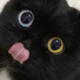 (Category: ) located in . Submitted by stebuys (Listing ID 1380239397, Image 1). Description: .
