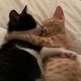 （分類：）位於 。 由 loki_store 提交（商品編號 1382407759，圖片 1）。簡介： 。
