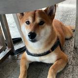 由 somanythingsssss (刊登 ID 1380852729，圖片 1) 提交，位於 的 (類別：)，說明：。