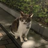 （分類：）位於 。 由 huiym 提交（商品編號 1368122007，圖片 1）。簡介： 。