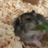 (Category: ) located in . Submitted by orange_grape (Listing ID 1462160405, Image 1). Description: .