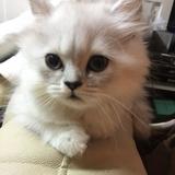 （分類：）位於 。 由 tachibana93 提交（商品編號 1380924528，圖片 1）。簡介： 。