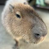 (分類:)位於 。 由 chingchinggg121 提交(商品編號 1438593542,圖片 1)。簡介: 。