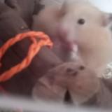 (Category: ) located in . Submitted by hamster.muncher (Listing ID 1382704223, Image 1). Description: .