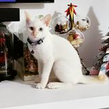 (Category: ) located in . Submitted by mylovecat (Listing ID 1072611692, Image 1). Description: .