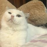 由 a57003456 (刊登 ID 1275826387，圖片 1) 提交，位於 的 (類別：)，說明：。