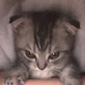 (Category: ) located in . Submitted by cattoes (Listing ID 1367719782, Image 1). Description: .
