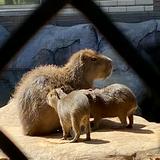 由 unofirst (刊登 ID 1385908938，圖片 1) 提交，位於 的 (類別：)，說明：。