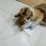 (Category: ) located in . Submitted by hannpaw (Listing ID 1453358341, Image 1). Description: .