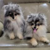 (Category: ) located in . Submitted by TPWee (Listing ID 1408512092, Image 1). Description: .