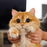 (Category: ) located in . Submitted by meoworld (Listing ID 1375880577, Image 1). Description: .