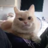 (Category: ) located in . Submitted by xxnrlxx (Listing ID 1366097019, Image 1). Description: .