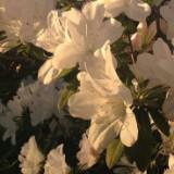 (Kategori: ) berada di . Dikirim oleh floweriez (ID iklan 1233152509, Gambar 1). Deskripsi: .