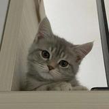 （分類：）位於 。 由 Betiia 提交（商品編號 1315405827，圖片 1）。簡介： 。