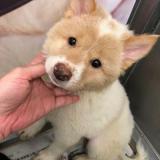 （分類：）位於 。 由 aanssonhk 提交（商品編號 144813741，圖片 1）。簡介： 。