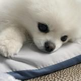 （分類：）位於 。 由 kxyz07 提交（商品編號 1385022717，圖片 1）。簡介： 。