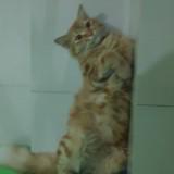 (Kategori: ) berada di . Dikirim oleh fi_an2308 (ID iklan 1366450085, Gambar 1). Deskripsi: .