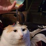 (Category: ) located in . Submitted by pompoming (Listing ID 1444908090, Image 1). Description: .