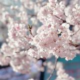 （分類：）位於 。 由 friedchickenleg 提交（商品編號 1383095420，圖片 1）。簡介： 。