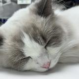 （分類：）位於 。 由 wendy_cc 提交（商品編號 1159631207，圖片 1）。簡介： 。