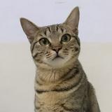 由 tiger__ (刊登 ID 1385096476，圖片 1) 提交，位於 的 (類別：)，說明：。