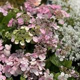 （分類：）位於 。 由 flower__garden 提交（商品編號 1337691560，圖片 1）。簡介： 。
